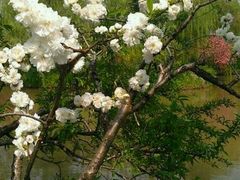 -南汇桃花村