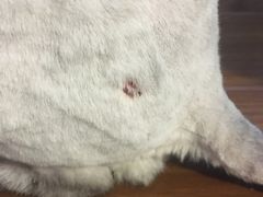-酷狗靓猫宠物·洗护·美容·寄养(航北路店)