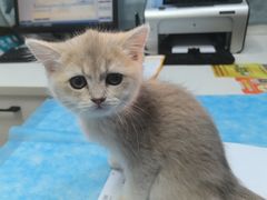 -瑞派·关忠动物医院·猫专科·犬专科(三环新城店)