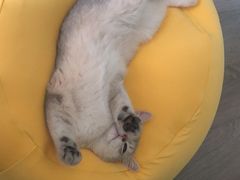 -东方名猫馆·英短金渐层布偶猫舍(环线广场1号楼店)