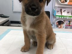 -pd派德宠物中心医院24H急重症·眼科中心·血液透析中心(嵩山北路店)