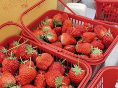 -大自然农场蔬菜草莓采摘园