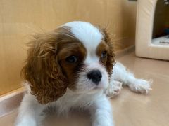 -帕帕拉兹宠物(亚洲旗舰店)