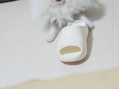 -北京派仕佳德动物医院·超导核磁·CT·神经科·骨科·内外科·急重症管理中心