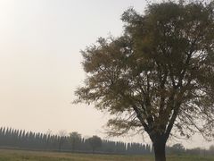 -汉景帝阳陵博物院