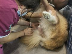 -伟伟宠物医院·CT影像中心·瑞派犬猫综合性门诊(汉口总院)