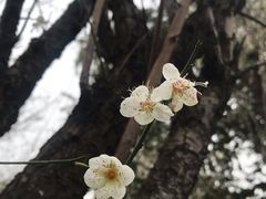 -荔枝公园(福田区)