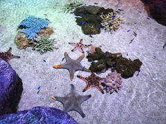 -暹罗海洋世界