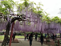 -嘉定紫藤园