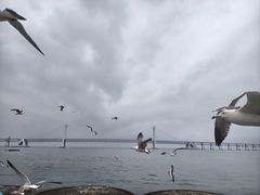 -星海湾跨海大桥