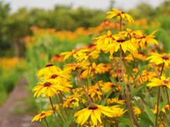 -春花秋色城市公园