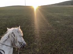 -额尔古纳黑山头绿野马帮骑马场