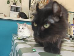 -猫小院猫主题餐厅(南锣旗舰店)