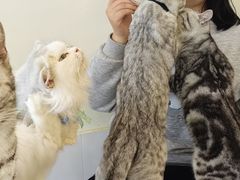 -共舞时光猫咖·狗咖(新街口店)
