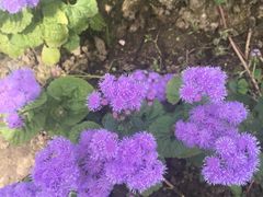 -上海鲜花港
