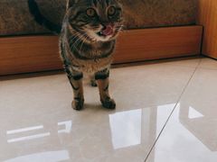 -Catmate·猫肥家润(金润铂宫店)