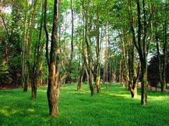 -南宁良凤江国家森林公园