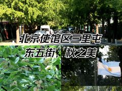 -三里屯东五街银杏大道