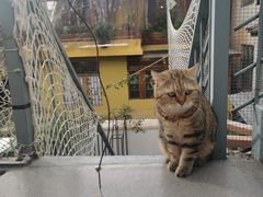 -喵屿·大理花园猫咖