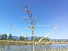 -野鸭湖国家湿地公园