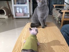 -平行世界·猫咖(首经贸店)