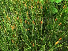 -法诗甜蛋糕店(皇姑大润发店)