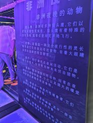 -卡通尼·Safari非洲探索乐园·生日会(金桥国际商业广场店)