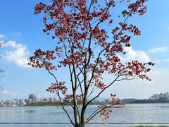 -星巴克(成都科学城店)