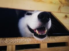 -Husky Go! 哈士奇体验馆·宠物咖啡厅狗咖
