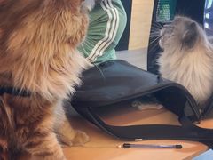 -猫十亿·布偶金渐层·曼基康矮脚猫舍(青年路店)
