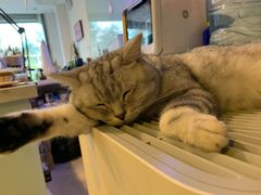 -平行世界·猫咖(首经贸店)