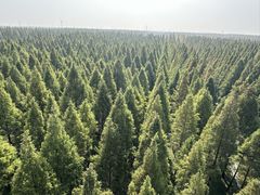 -黄海国家森林公园