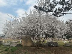 -汉长安城未央宫国家考古遗址公园