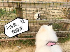 -田园东方蜜桃村的田野营地