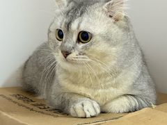 -御宝贝·A梦猫科宠物医院(国际猫友好医院)
