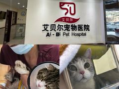 -艾贝尔宠物医院·24H转诊中心·肿瘤猫专科(江宁双龙店)