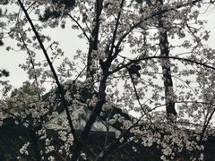 -山塘街