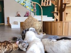 -飞行喵MR PILOT|猫舍·猫咖(静安大融城店)