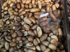 -昆虫窝子·特色云南菜(拓东路总店)
