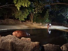 -清迈夜间动物园