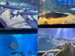 -烟台海昌鲸鲨海洋公园