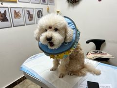 -美联众合动物医院·24h转诊中心