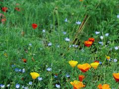 -上海共青森林公园