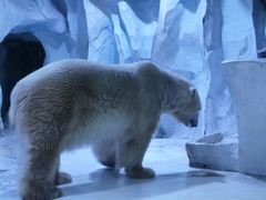 -芜湖新华联大白鲸海洋公园