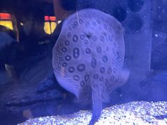 -上海海洋水族馆