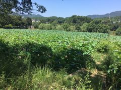 -韶山毛泽东同志故居