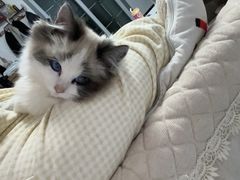 -pd派德宠物中心医院24H急重症·眼科中心·血液透析中心(嵩山北路店)