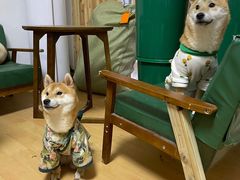 -猫色咖啡·猫咖
