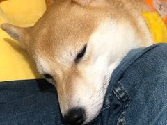 -逗柴咖啡屋·狗咖猫咖宠物桌游