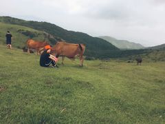 -大姆山草场